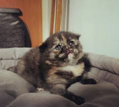Tortoiseshell Kedi Sozluk Kedi Ve Dahasi