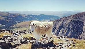 We did not find results for: 5 Cutest Animals In The Rocky Mountains Globe Called Home Travel Blog