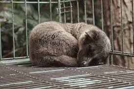 Inilah musang terbaik di antara empat musang sebelumnya. Tertarik Memelihara Musang Perhatikan Ini Halaman All Kompas Com