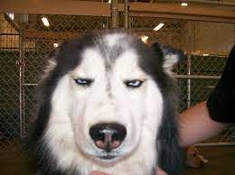 This Dog Says No Dog Quotes Funny Funny Husky Meme Husky Funny