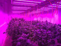 Check spelling or type a new query. Are Led Grow Lights Worth It Cannabis Industry Journal
