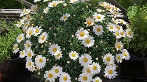 Margeriten Margeritenbusch Youtube