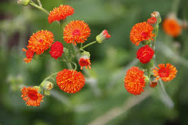 Image result for Emilia coccinea