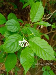 Image result for Turraea nilotica