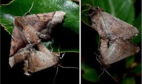 Check spelling or type a new query. Insect Identification