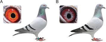 Brown is the most common eye color worldwide by a large majority. The Genetics And Evolution Of Eye Color In Domestic Pigeons Columba Livia Biorxiv