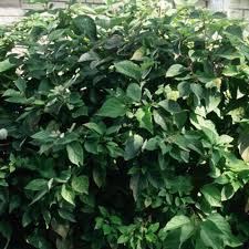 Image result for Sericorema sericea