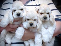 Black And White Cocker Spaniel Poodle Mix Ania S Cockers Has Cocker Spaniel Puppies For Sale In Mount Laurel Nj On Akc Puppyfinder Spaniel Puppies For Sale Cocker Spaniel Puppies Spaniel Puppies