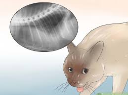 If your cat has long hair or spends a lot of time grooming herself and/or other do you have a great story or question about cat cough? 4 Ways To Help Your Cat Breathe Easier Wikihow