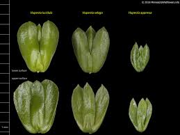Image result for Huperzia gnidioides