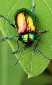 The Bright Green Beetle This Pretty Insect Has Inspired The Make And Design Of A Much Adored Four Wheeler Brand Its S Bugs And Insects Beautiful Bugs Insects