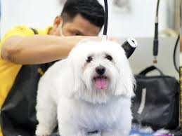 My human didn't really need to go to the pet store today. The Biggest Pet Shop In Dubai Buy Pet Supplies In Dubai Abu Dhabi Uae Dog Food Cat Food And More Best Prices Guaranteed Pet Sky