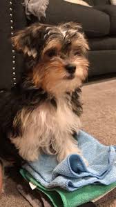 Pin On Fur Kids