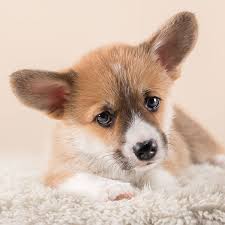 They make a wonderful companion especially in small living spaces. Pembroke Welsh Corgi Puppies For Sale In Texas