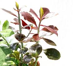 Image result for Euphorbia grantii