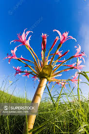 Image result for Brunsvigia radulosa