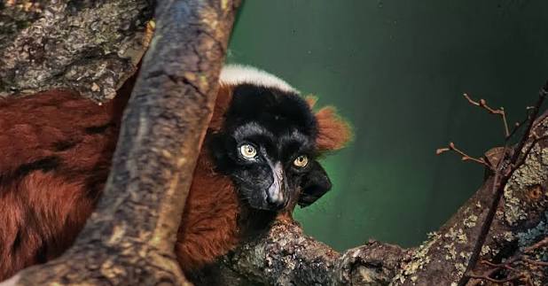 🌿 RED-RUFFED LEMUR: SMALL ANIMAL, HUGE IMPACT 🌿 They look like living  flames in the treetops… but the Red-ruffed lemur is more than just a pretty  face 🔥👀 🍉 These lemurs are