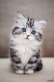 صور قطط صغيرة أجمل صور القطط الصغيرة في غاية الجمال بفبوف Cutest Animals On Earth Kittens Cutest American Bobtail Cat