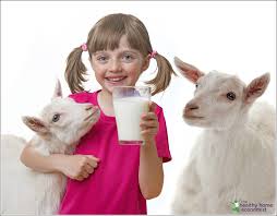 With all these recent breakthroughs, there's no. Advantages Of Cow Milk Over Goat Milk And Vice Versa Healthy Home Economist