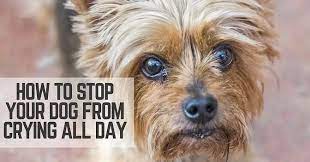 Stop Your Dog From Crying All Day Thatmutt Com
