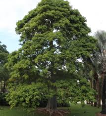 Image result for Adansonia digitata