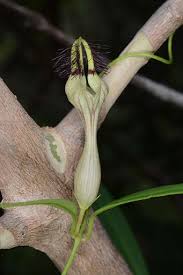Image result for Ceropegia arenarioides