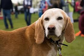 Image result for Harrier dog