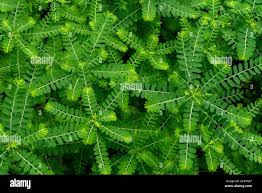 Image result for Phyllanthus ovalifolius