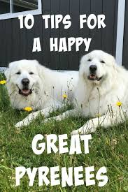 Please visit craigslist from a modern browser. 10 Tips For A Happy Great Pyrenees It S Dog Or Nothing