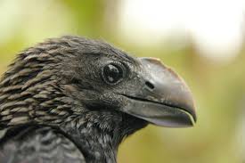 Image result for Arthropteris anniana