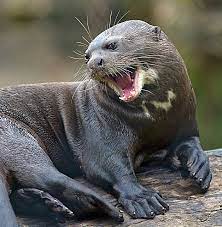 My 1 My Favorite Animal Ever The Giant River Otter Rules All Animais Do Brasil Fauna Brasileira Monstros Do Rio