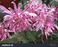 Chrysanthemums Mums Flowers Dark Red Godawari Palpa Dhauagiri Myagdi Nepal Nov 12 U002f2019 Ad Sponsored Dark Red G Mums Flowers Chrysanthemum Flowers