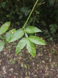 Image result for Paullinia pinnata