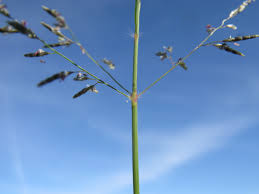 Image result for Eragrostis phyllacantha