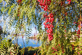 Image result for Schinus