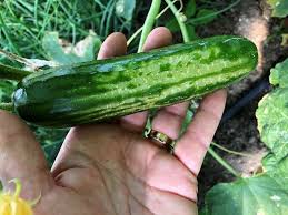 Thrips damage to High Tunnel Cucumbers - Eastern New York Commercial  Horticulture - Cornell University - Cornell Cooperative Extension
