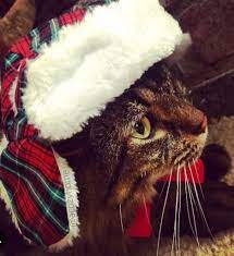 Mainecoon Cat With Winter Lumberjack Hat Acozyhome Ted Mainecoon Cat Pets Cats