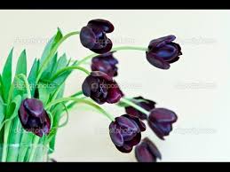 4 job openings in black tulip flowers. Black Tulip Black Tulip Flower Youtube
