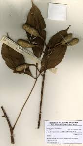 Image result for Ritchiea