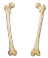 The bones mentioned in each human skeleton chart are: Diagram In Pictures Database Leg Bones Diagram Femur Just Download Or Read Diagram Femur Online Casalamm Edu Mx