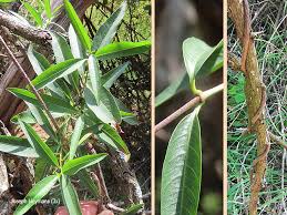 Image result for Stomatostemma monteiroae