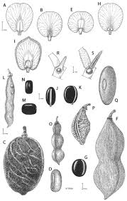 Image result for Ophrestia radicosa