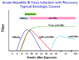 Hepatitis B Foundation Understanding Your Hepatitis B Test