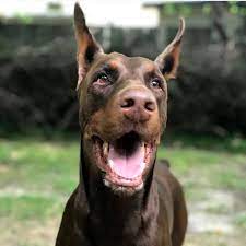 hayat dolu dost kopek dobermann pinscher doberman service dogs