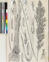 Image result for Alloeochaete