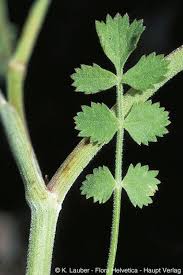 Image result for Pimpinella afra