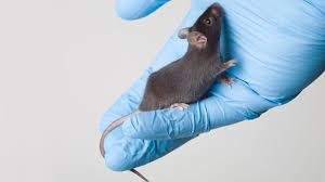 Check spelling or type a new query. What It Feels Like To Kill 563 Mice For Science Cnet