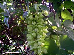 Image result for Mucuna poggei
