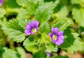 Image result for Stemodia serrata