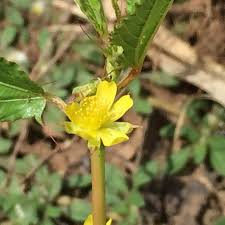 Image result for Corchorus aestuans